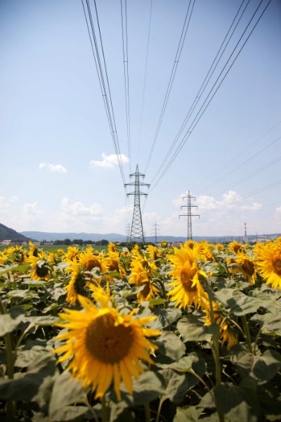 Sonnenblumenfeld mit Hochspannungsleitungen und Strommasten im Hintergrund, blauer Himmel