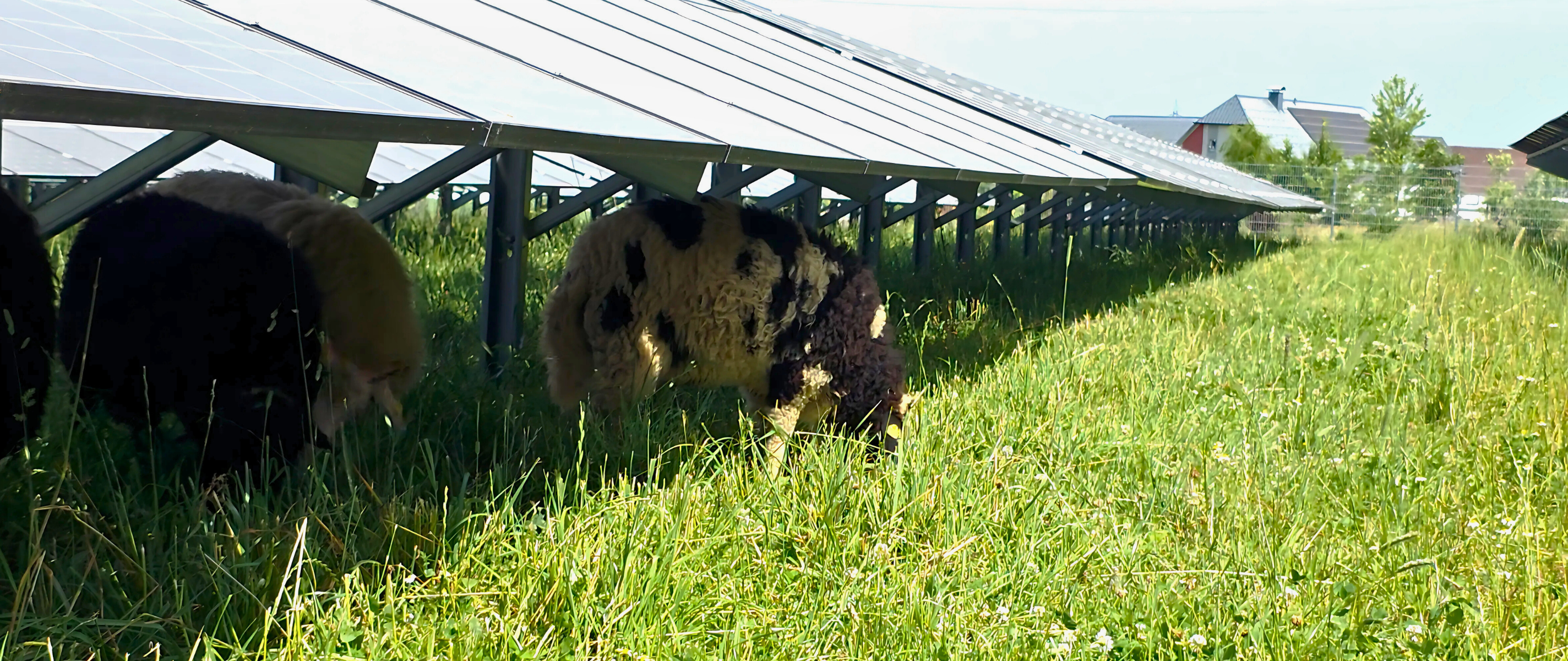 Schafe grasen unter einer Agri PV-Anlage