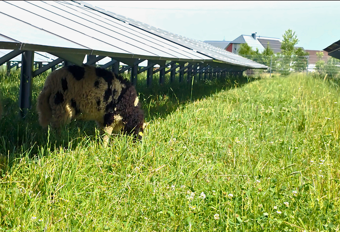 Ein Schaf grast unter einer PV-Anlage