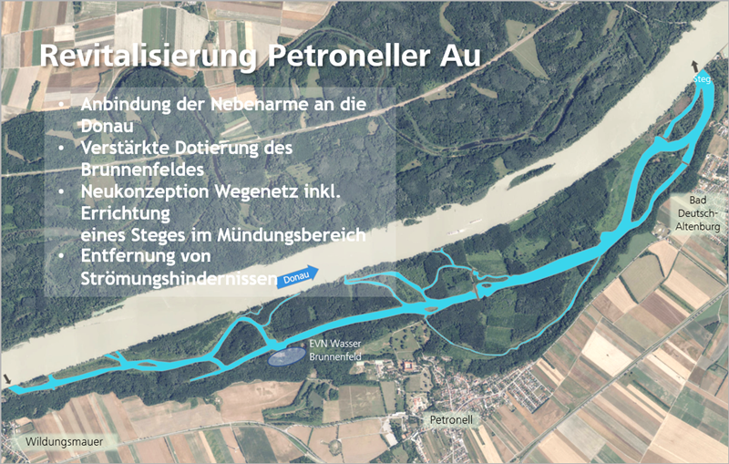 Die Revitalisierung der Petroneller Au umfasst die Anbindung der Nebenarme an die Donau, die verstärkte Dotierung des Brunnenfeldes, eine Neukonzeption des Wegenetzes inkl. der Errichtung eines Steges im Mündungsbereich sowie die Entfernung von Strömungshindernissen.